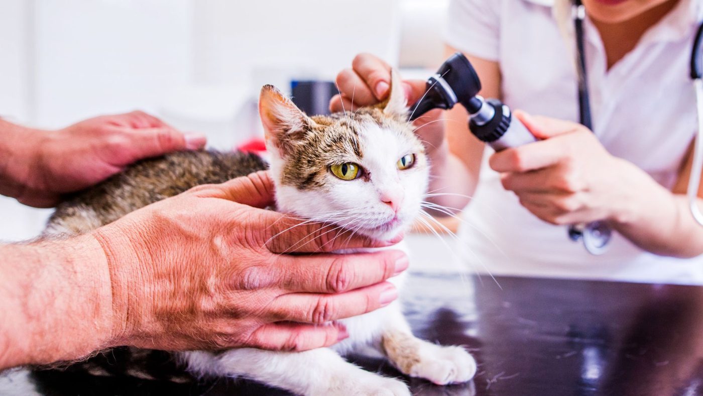 Cơ hội việc làm ngành Dược thú y ( Thú y) 